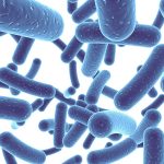 Probiotic organisms are naturally found within the body
